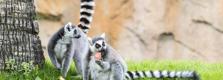 TURKUAZ RENKLİ RÜYA ADA  MADAGASKAR