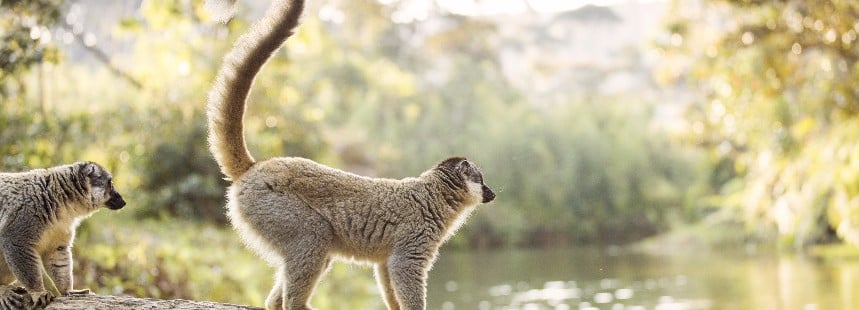 MADAGASKAR-MAURITIUS 