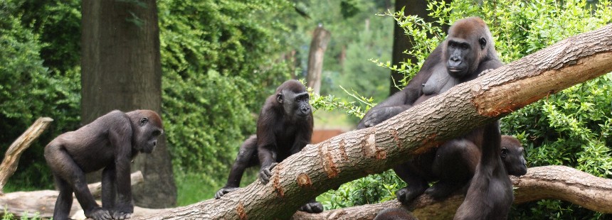 EXODUS: UGANDA’DA GORİL SAFARİSİ