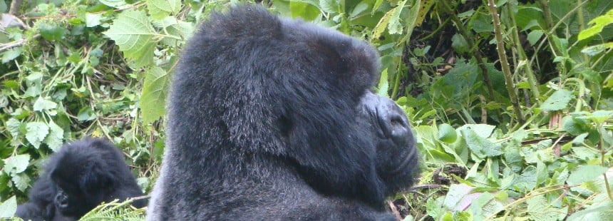 EXODUS: UGANDA’DA GORİL SAFARİSİ