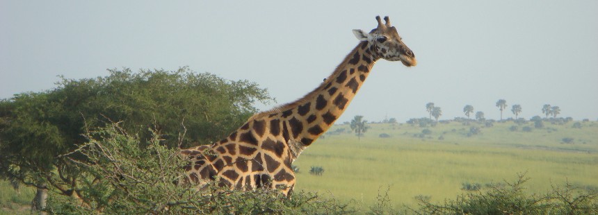 EXODUS: UGANDA’DA GORİL SAFARİSİ