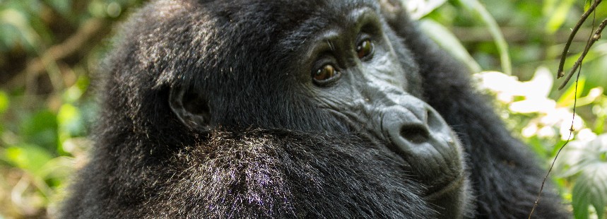 EXODUS: UGANDA’DA GORİL SAFARİSİ