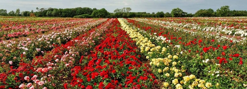 ISPARTA GÜL YOLU - SAGALASSOS