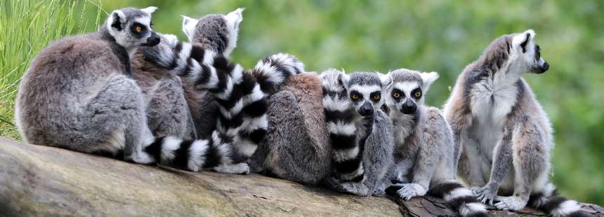 EXODUS: MADAGASKAR