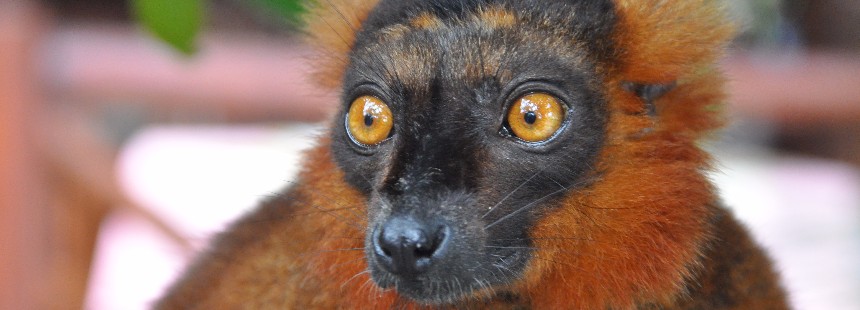 EXODUS: MADAGASKAR