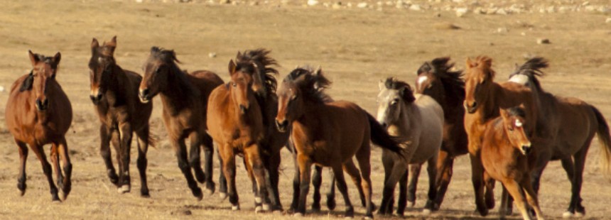 TOROSLAR’DA MANTAR AVI