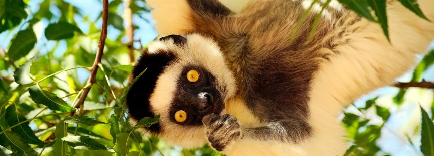 EXODUS: LEMUR KRALLIĞI MADAGASKAR