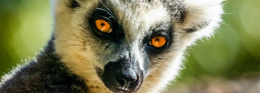 EXODUS: LEMUR KRALLIĞI MADAGASKAR