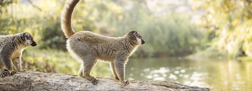 EXODUS: LEMUR KRALLIĞI MADAGASKAR