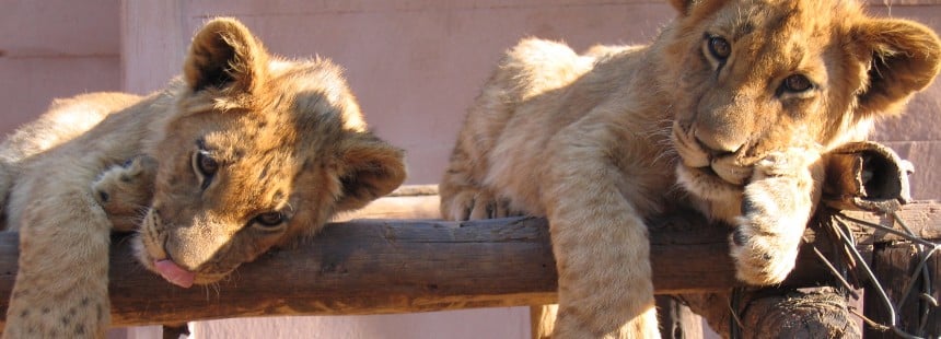 KİŞİYE ÖZEL BOTSWANA GEZİSİ