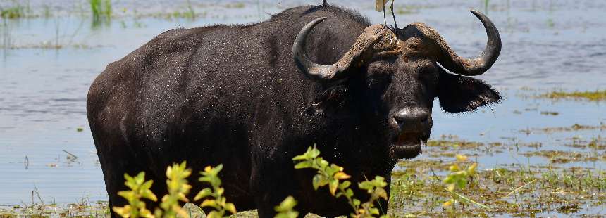 KİŞİYE ÖZEL BOTSWANA GEZİSİ