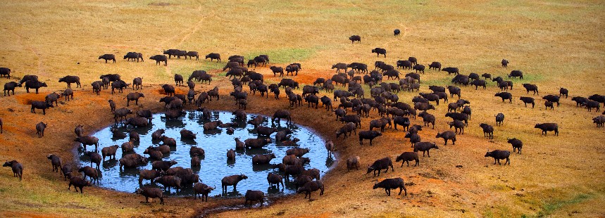 EXODUS: KENYA - UGANDA - RUANDA