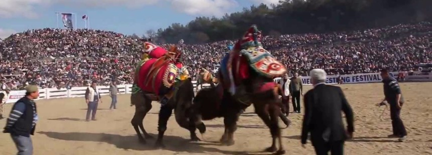 EFES DEVE GÜREŞİ FESTİVALİ
