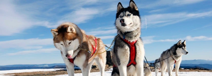 LAPLAND: BİR KUZEY MASALI - NORVEÇ