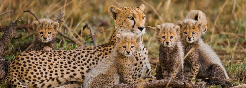 OECONOMICA TANZANYA'DA SAFARİ