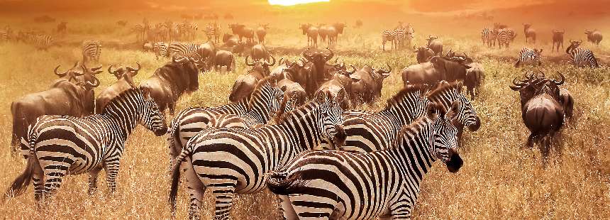 OECONOMICA TANZANYA'DA SAFARİ