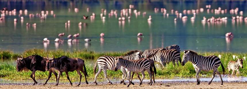 OECONOMICA TANZANYA'DA SAFARİ