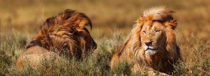 OECONOMICA TANZANYA'DA SAFARİ