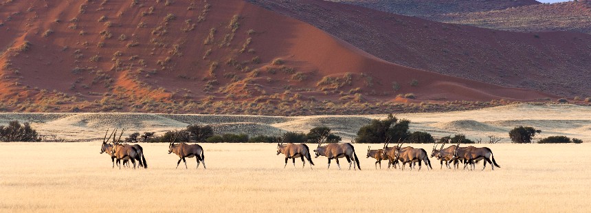 TREN İLE PRETORYA - SWAKOPMUND "NAMİBYA SAFARİ"