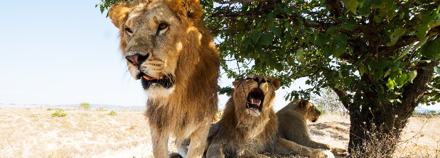 TREN İLE PRETORYA - SWAKOPMUND "NAMİBYA SAFARİ"