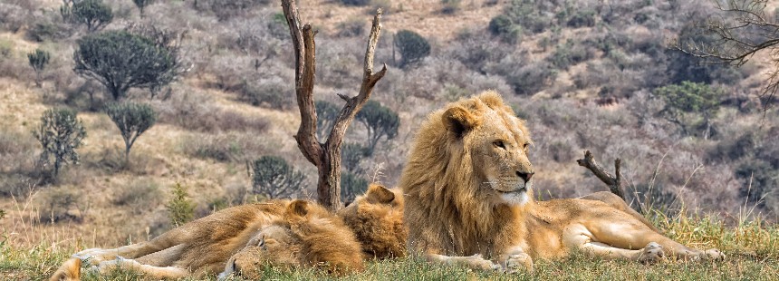 SABİ SABİ SELATİ CAMP / KRUGER ULUSAL PARKI