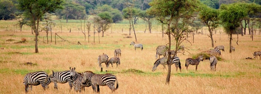 SABİ SABİ SELATİ CAMP / KRUGER ULUSAL PARKI