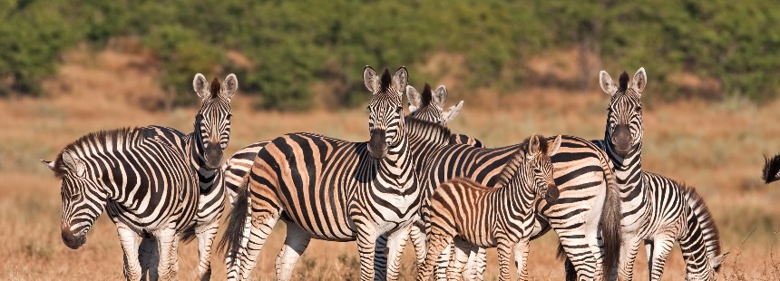 SABİ SABİ SELATİ CAMP / KRUGER ULUSAL PARKI