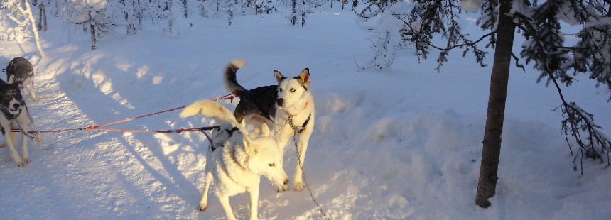 OECONOMİCA LAPLAND KUZEY FİNLANDİYA 