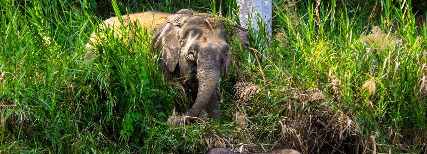 EXODUS: BORNEO’DA VAHŞİ YAŞAM 