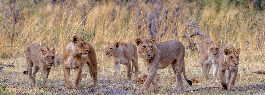 EXODUS: GÜNEY AFRİKA'DA AİLE SAFARİSİ 