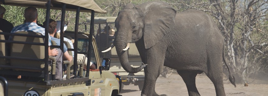 EXODUS: GÜNEY AFRİKA'DA AİLE SAFARİSİ 