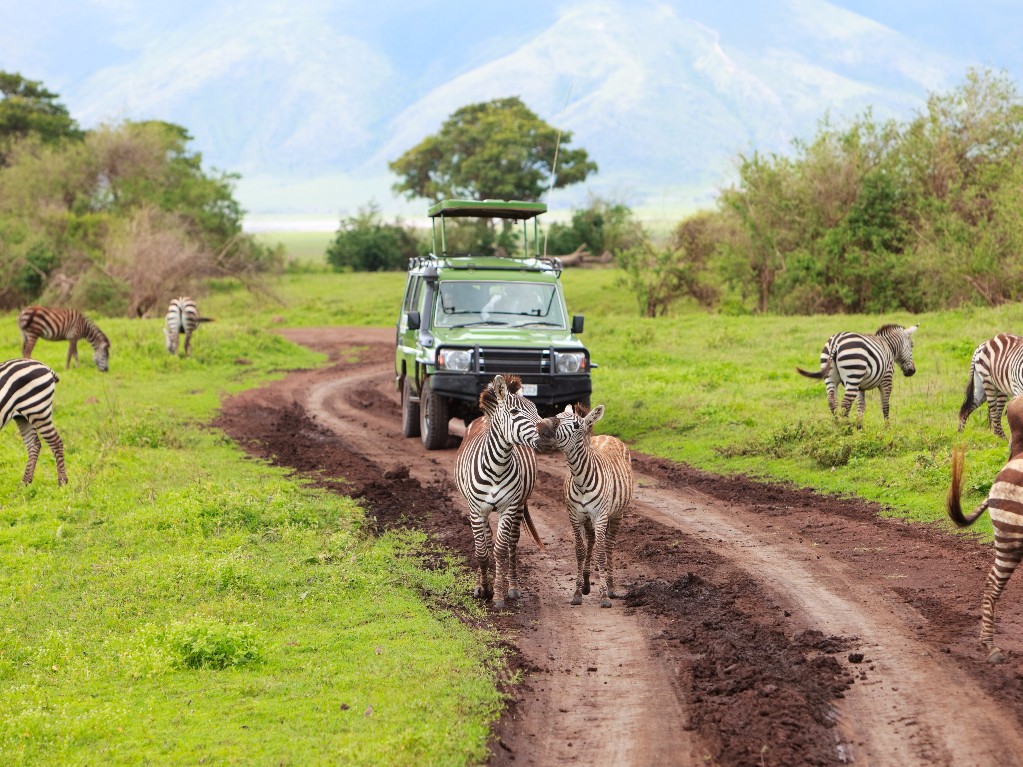 safari gezisi