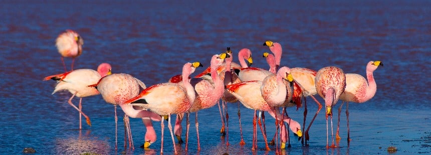 OECONOMICA: ATACAMA ÇÖLÜ - TATIO GAYZERLERİ - UYUNİ TUZLASI 