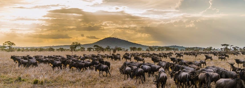 BÜYÜK GÖÇ ZAMANI TANZANYA’DA SAFARİ