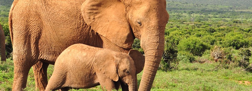BÜYÜK GÖÇ ZAMANI TANZANYA’DA SAFARİ