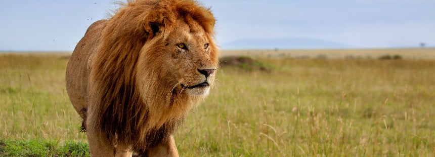 BÜYÜK GÖÇ ZAMANI TANZANYA’DA SAFARİ