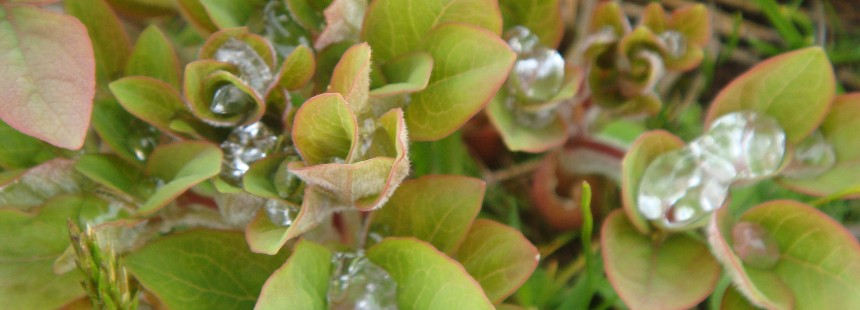 KEREMALİ DAĞI FLORASI ÇİĞDEM VE DİKMEN YAYLALARI 