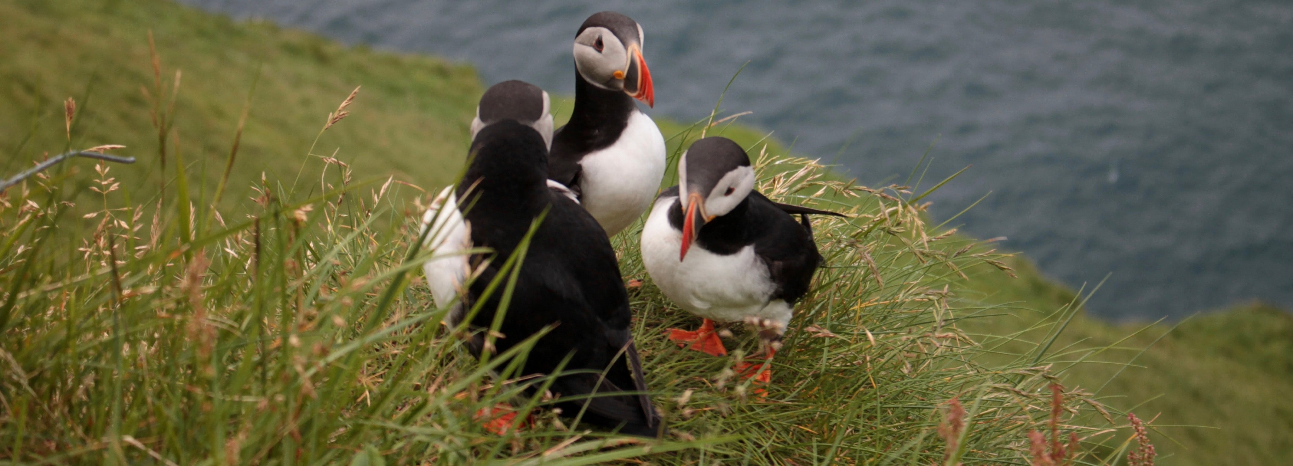 FAROE ADALARI TURU