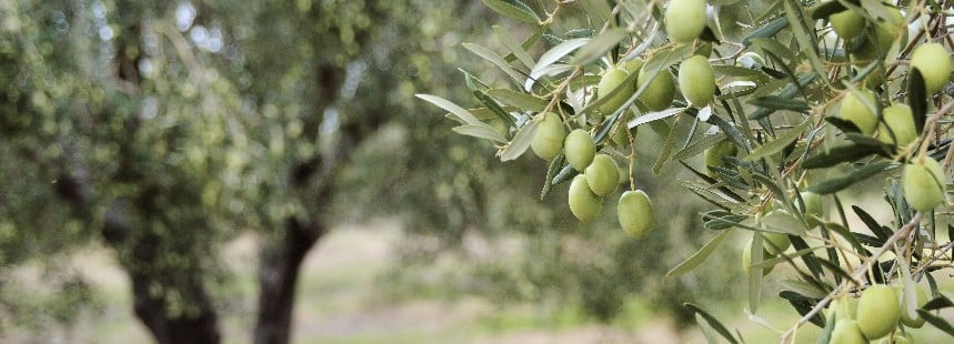 KAZDAĞLARI’NDA ZEYTİN HASADI VE AYVALIK