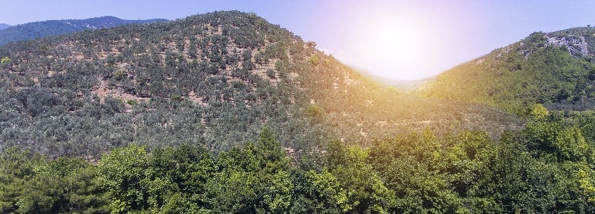 KAZDAĞLARI’NDA ZEYTİN HASADI VE AYVALIK