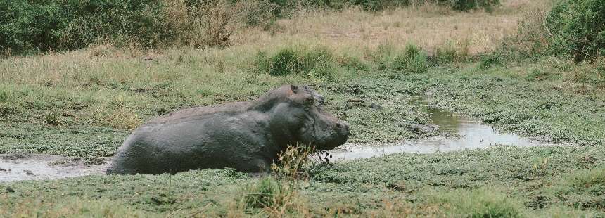 RUANDA UGANDA GORİL SAFARİSİ 