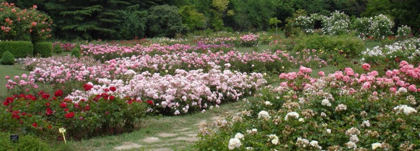 BULGARİSTAN FLORASI 