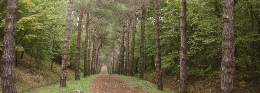 SU YOLLARI, BENTLERİ, KEMERLERİ VE FLORASI İLE BELGRAD ORMANI