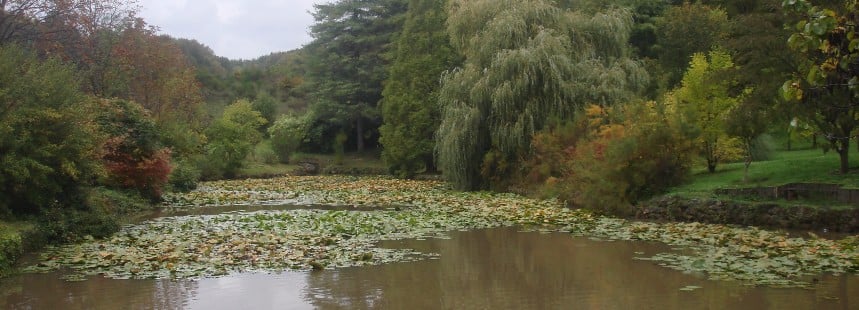 SU YOLLARI, BENTLERİ, KEMERLERİ VE FLORASI İLE BELGRAD ORMANI