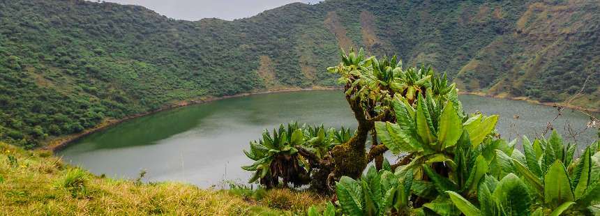 MÜNFERİT RUANDA GORİL SAFARİ 