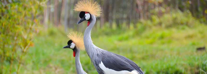 MÜNFERİT RUANDA GORİL SAFARİ 