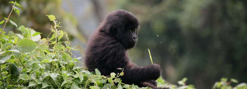 MÜNFERİT RUANDA GORİL SAFARİ 