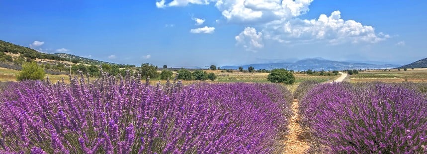 ISPARTA’DA LAVANTA VE KİRAZ MEVSİMİ