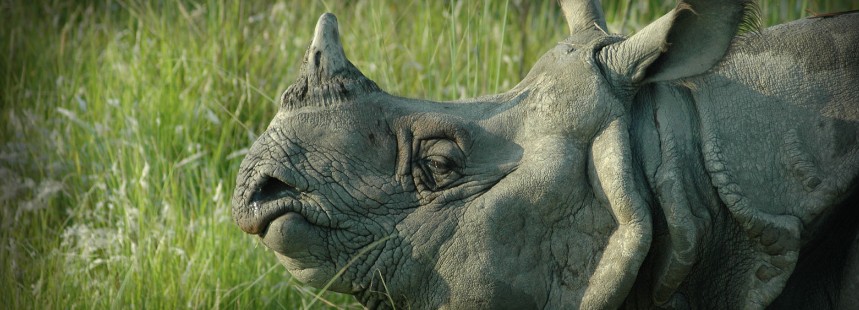 KİŞİYE ÖZEL HİNDİSTAN'DA SAFARİ 