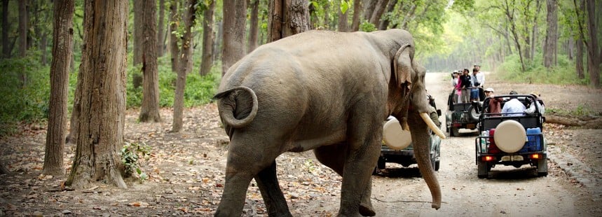 KİŞİYE ÖZEL HİNDİSTAN'DA SAFARİ 